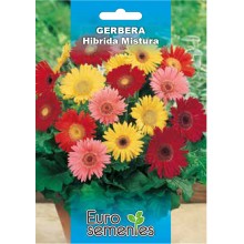 EUROSEMENTES FLORES GERBERA