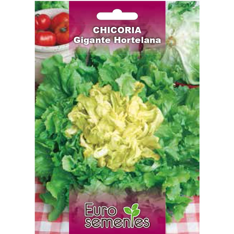 EUROSEMENTES HORTÍCOLAS CHICORIA