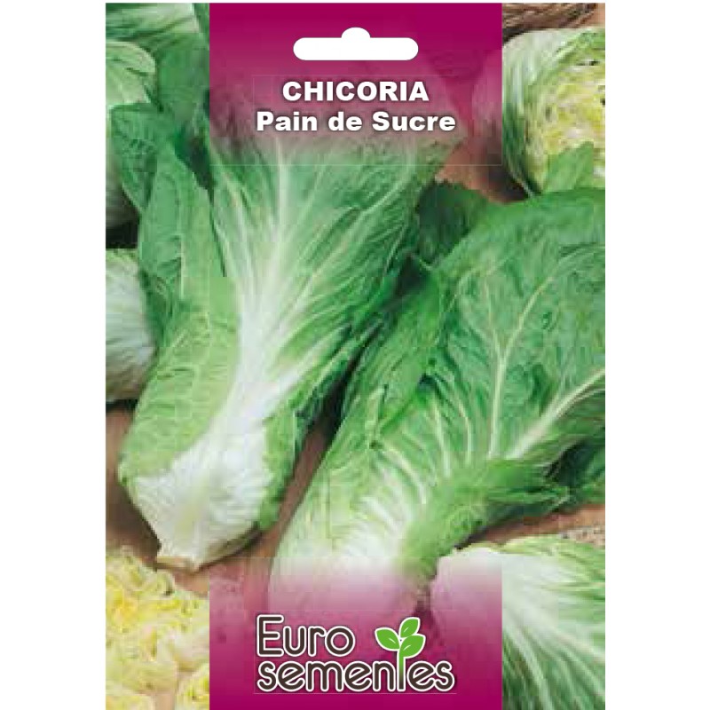 EUROSEMENTES HORTÍCOLAS CHICORIA